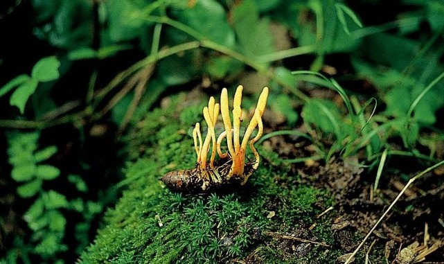cordyceps-sinensis-fungus-641x381