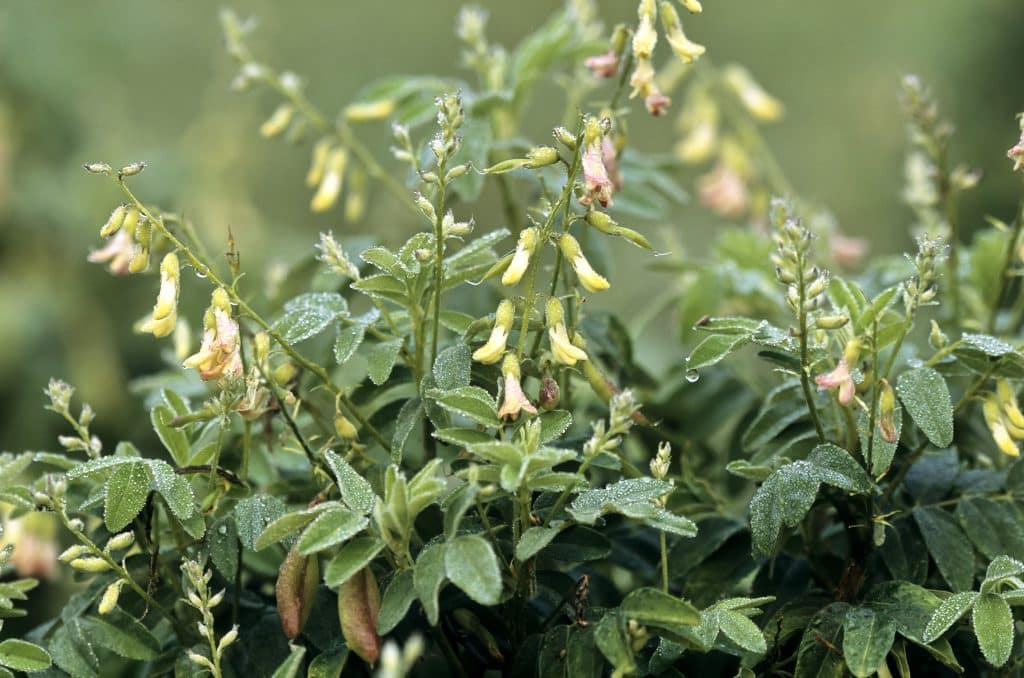 Astragalus, Huang-qi, Astragalus membranaceus a member of the Pea Family (Fabaceae or Leguminosae) is native to Northeast Asia, cultivated elsewhere. The root is used, and is a famous tonic in traditional Chinese medicine, valued in the West as an immunostimulant.